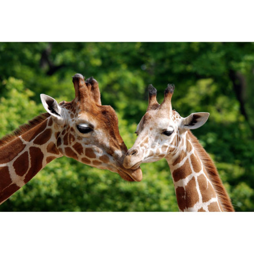 DECLIKTABLEAU -Tableau Animaux Baisers de Girafes 80x55 DECLIKTABLEAU  - Décoration Vert