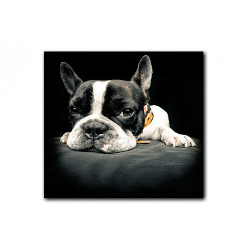 Tableaux, peintures DECLIKTABLEAU Tableau Animaux Chien Bulldog Relax 60X60 cm