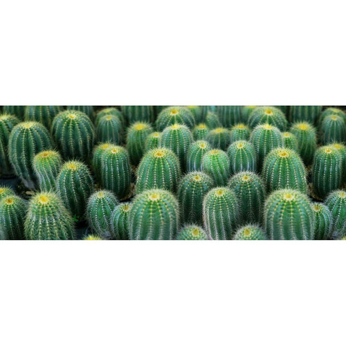 Alter - Tapis de cuisine, 100% Made in Italy, Tapis antitache avec impression numérique, Tapis antidérapant et lavable, Modèle Cactus - Brigitte, 140x52 cm Alter  - Décoration
