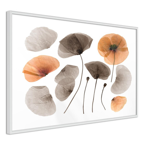 Artgeist - Poster et affiche - Dried Poppies 60x40 cm Artgeist  - Artgeist