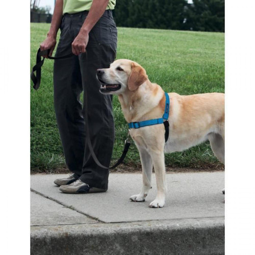 Equipement de transport pour chien Sans Marque EASY WALK Harnais Deluxe L - Bleu Ocean - Pour chien