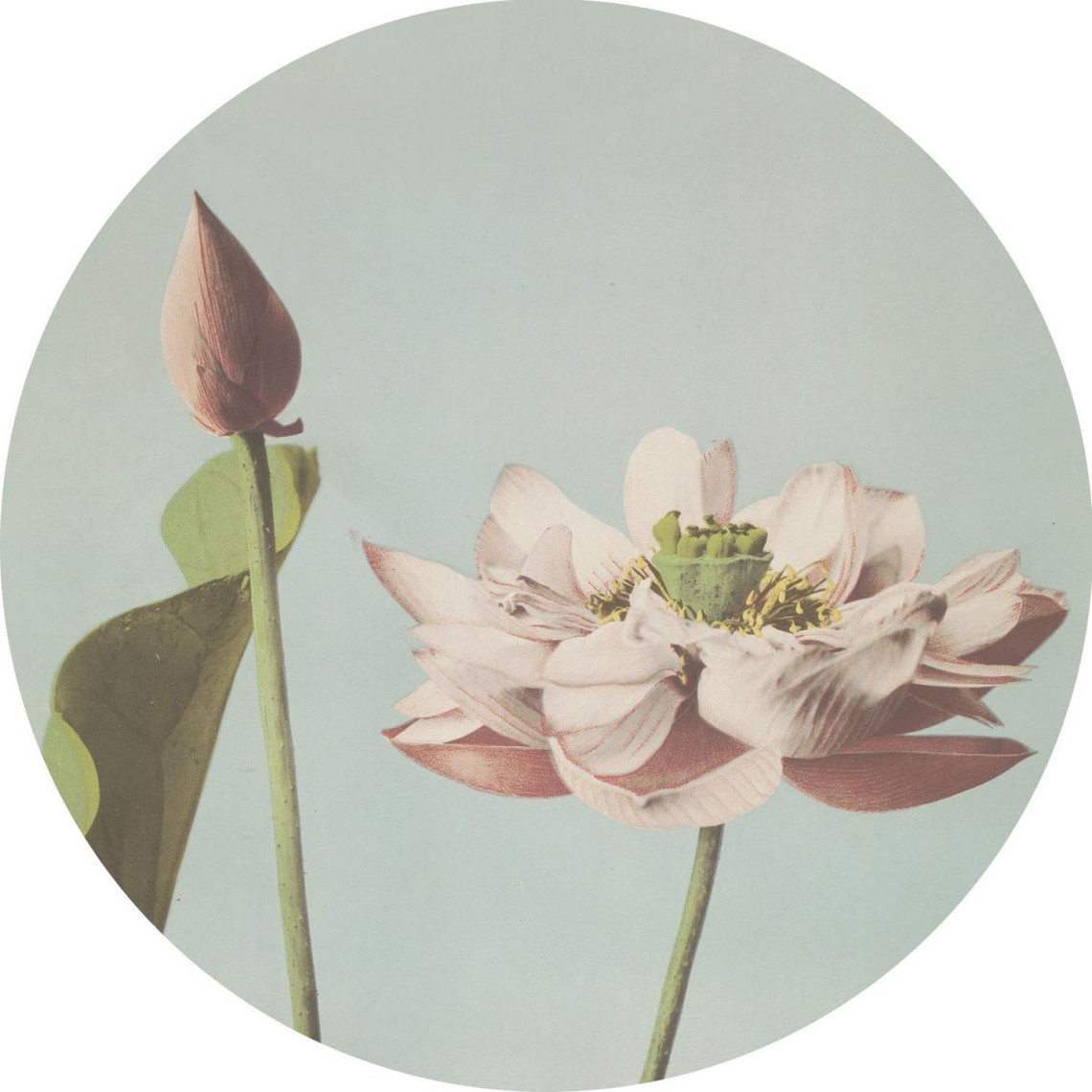 ESTAhome ESTAhome papier peint panoramique rond adhésif fleur de lotus rose clair et bleu gris - 158994 - Ø 70 cm