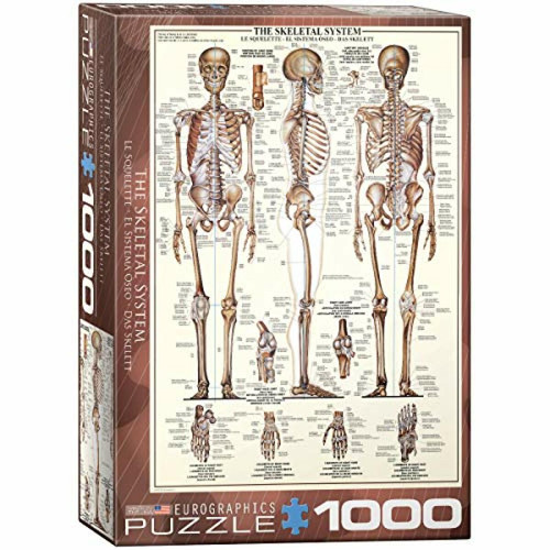 Eurographics - Eurographics Skeletal System (graphique) Puzzle (1000 piAces) (6000-3970) Eurographics  - Jeux & Jouets