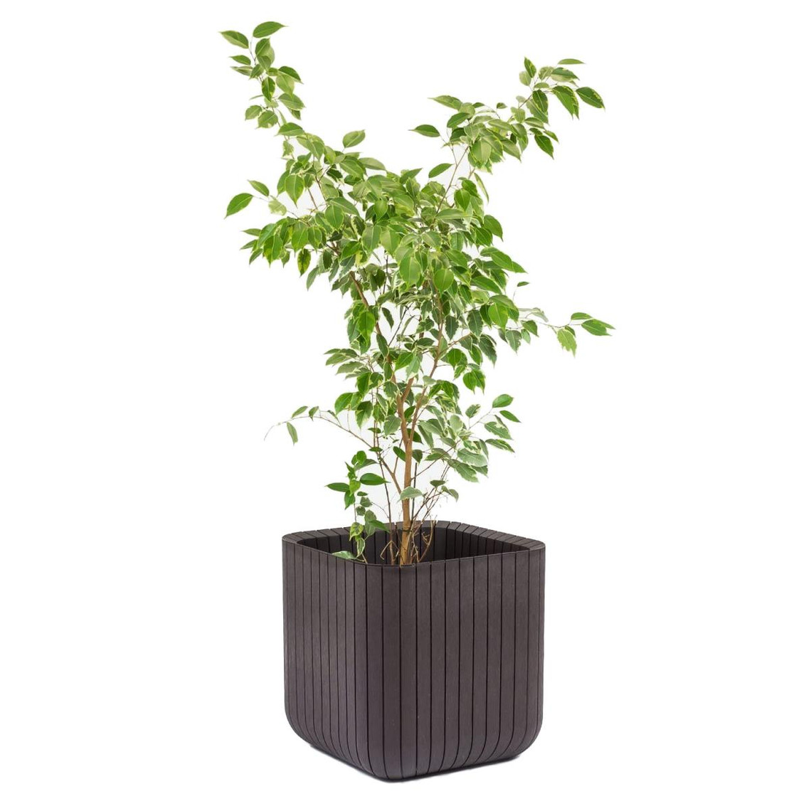 Keter Pot de Fleurs Planter M Marron Keter Cube Wood 21,5 litres 