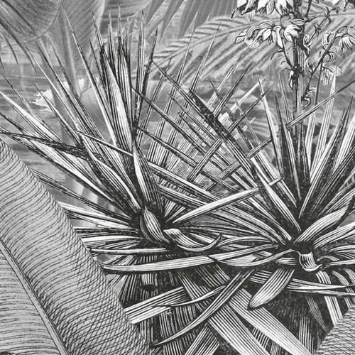Papier peint Komar Papier peint photo Amazonia Noir et blanc 400x250 cm