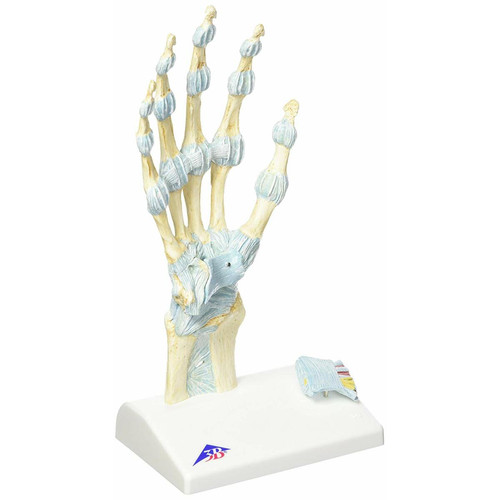 marque generique - 3B Scientific - Anatomie humaine - Modèle de Squelette de la Main avec Ligaments et Tunnel Carpien marque generique - Mobilier de bureau