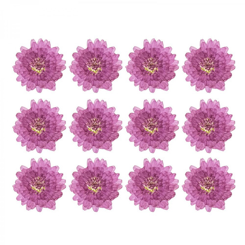 marque generique - Naturel Pressées Séchées Fleurs pour Résine Nail Arts marque generique  - Fleur à couper