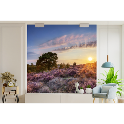 Papier peint Papier peint Bruyère en fleur au coucher du soleil aux Pays-Bas Papier peint photo 300x300 cm Papier peint imprimé