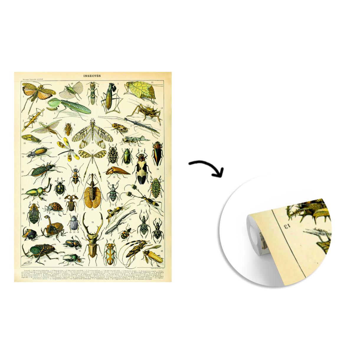 Papier peint MuchoWow Papier peint Insectes - Animaux - Libelle Papier peint photo 175x240 cm Papier peint imprimé