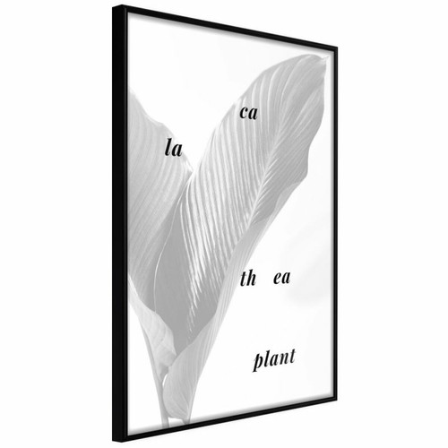 Paris Prix - Affiche Murale Encadrée Calathea Leaves 40 x 60 cm Noir Paris Prix  - Décoration Noir et blanc