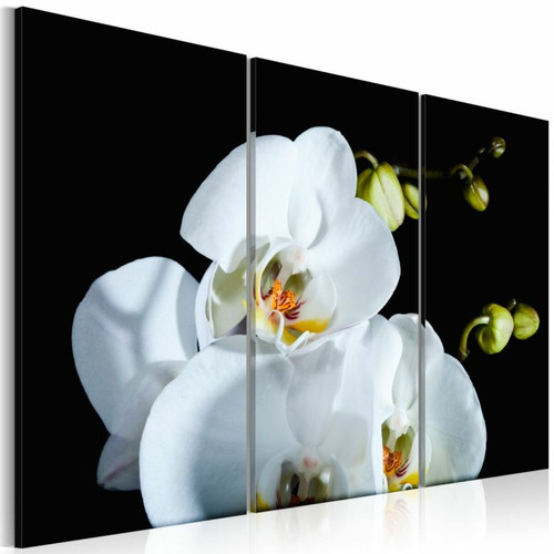 Tableaux, peintures Paris Prix Tableau Imprimé Orchidée Blanche Comme Neige 60 x 90 cm