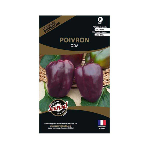 Sanrival - Graines potagères premium poivron Oda violet allongé Sanrival  - Graine & potager Rare