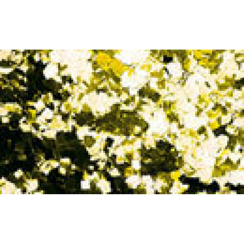 Showtec - Confettis Metal Gold Carrés Showtec Showtec  - Machines à effets
