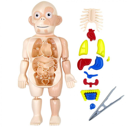 Universal - Montessori 3D Puzzle Anatomie humaine Jouets Éducation Apprentissage Bricolage Assemblage Kit Outils pédagogiques pour le corps humain des enfants | Puzzle Universal  - Kit bricolage enfant