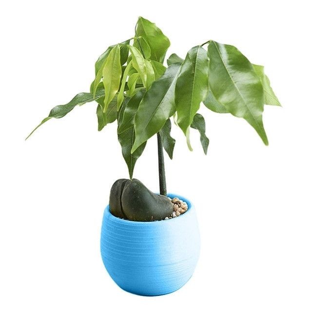 Wewoo - 5 PCS Mini rondes Home Garden Office Decor Pots de fleurs en plastiqueTaille 7x7cm Bleu Wewoo  - Pot fleur rond