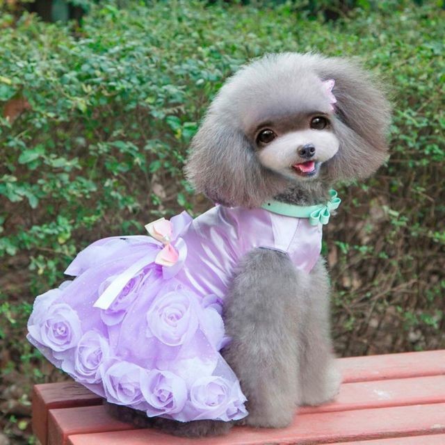marque generique - Chien Pet Puppy Princess Dress Tutu Jupe Layered Roses Decor Vêtements Purple S marque generique  - Chiens