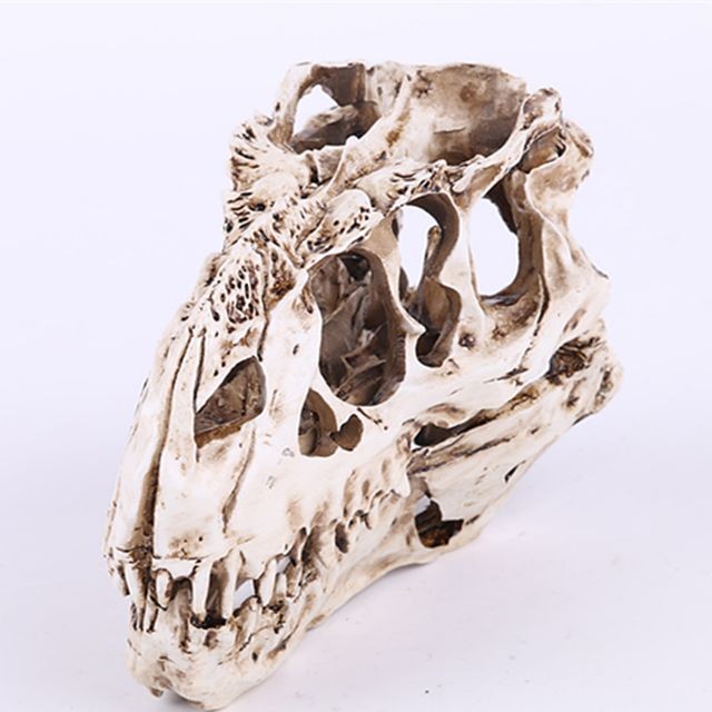 marque generique Crâne réaliste de dinosaure