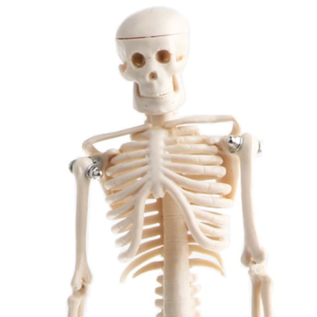 marque generique Modèle Squelette De Corps éducatif Pour Enfants De 42 Cm Avec Jouet D'anatomie Scientifique De Base