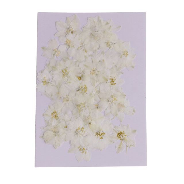 marque generique - 50 pièces Fleurs séchées pressées pour Art Craft Scrapbooking White Delphinium marque generique  - Art 50