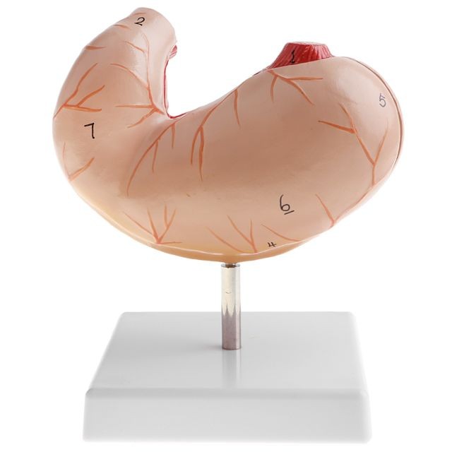 marque generique - Statue d'estomac humain pvc Outil d'étude marque generique  - Cadeau pour bébé - 1 an Jeux & Jouets