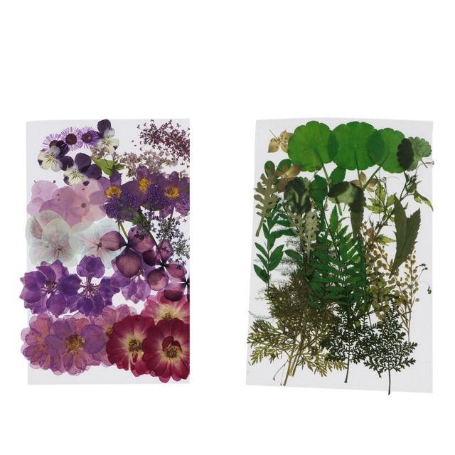 Plantes et fleurs artificielles marque generique 77x Vraies Fleurs Séchées Pressées Florales Pour L'artisanat D'art De Bijoux En Résine Bricolage