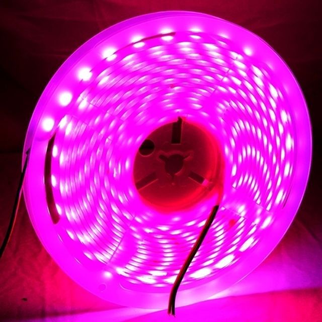 Wewoo - Ruban LED Waterproof Epoxyde Magenta Lumière de corde imperméable époxyde de la 5050 SMD de 14W, 60 / M, longueur: 5m Wewoo  - Electricité