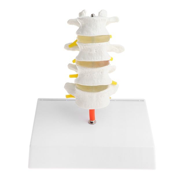 marque generique - Statue de vertèbres lombaires humaines - Kit d'expériences