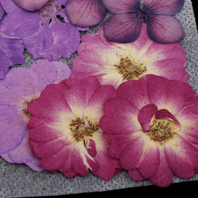 Plantes et fleurs artificielles 77x Vraies Fleurs Séchées Pressées Florales Pour L'artisanat D'art De Bijoux En Résine Bricolage