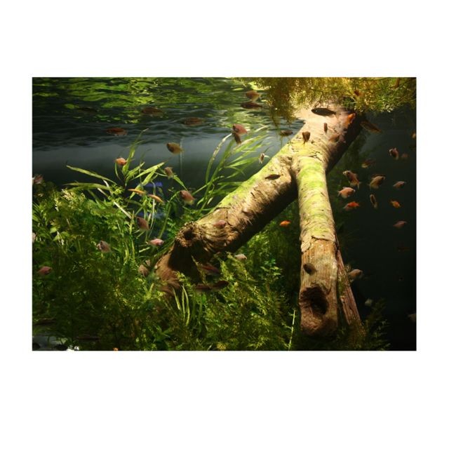 marque generique - pvc aquarium adhésif fond autocollant poisson réservoir décor sous-marin bois l marque generique  - Bois de marine