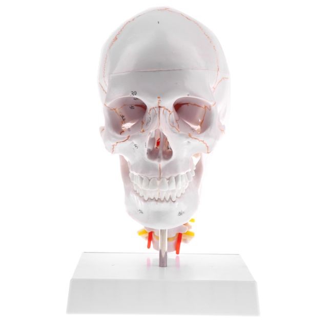 marque generique - Statue de crâne tête humaine marque generique  - Jeux & Jouets